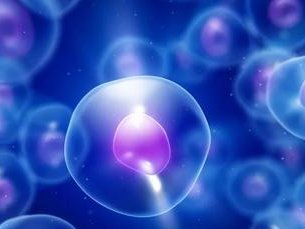 试管婴儿中移植胚胎2pn和1pn谁的着床率更高？